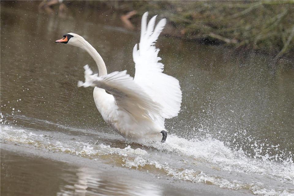 In diesem Jahr sind die Alsterschwäne im Stadtteil Ohlsdorf untergebracht - und müssen dort wegen der Vogelgrippe ein wenig länger ausharren als üblich. (Symbolfoto) Marcus Brandt/dpa