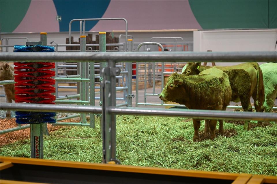 In diesem Jahr sind wieder Rinder, Schafe und Ziegen in der Tierhalle zu sehen.Sebastian Christoph Gollnow/dpa
