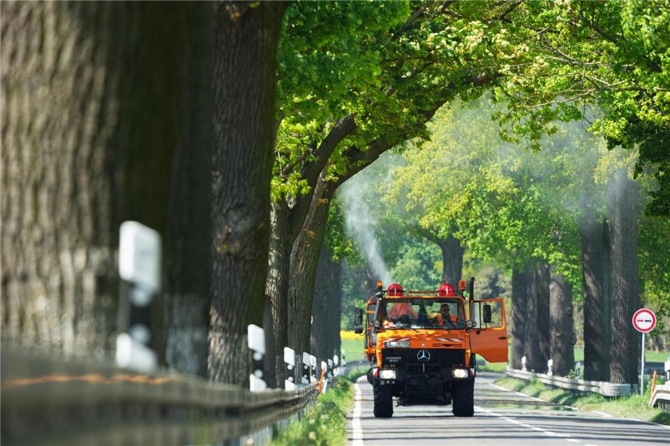 In diesem Jahr sollen die Eichenprozessionsspinner auch wieder aus der Lauft bekämpft werden. Soeren Stache/dpa/ZB