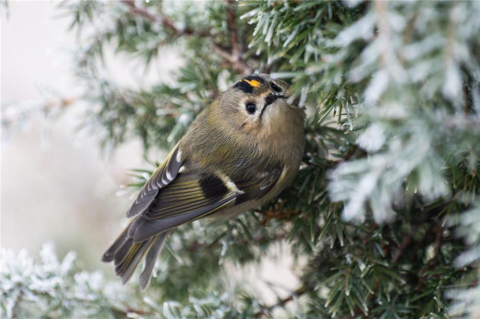 In diesem Jahr wurden mehr Wintergoldhähnchen gezählt. (Archivbild)Silas Stein/dpa