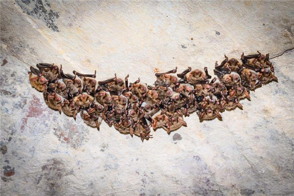 In diesem Jahr wurden rund 300 Große Mausohren gezählt.Patrick Pleul/dpa