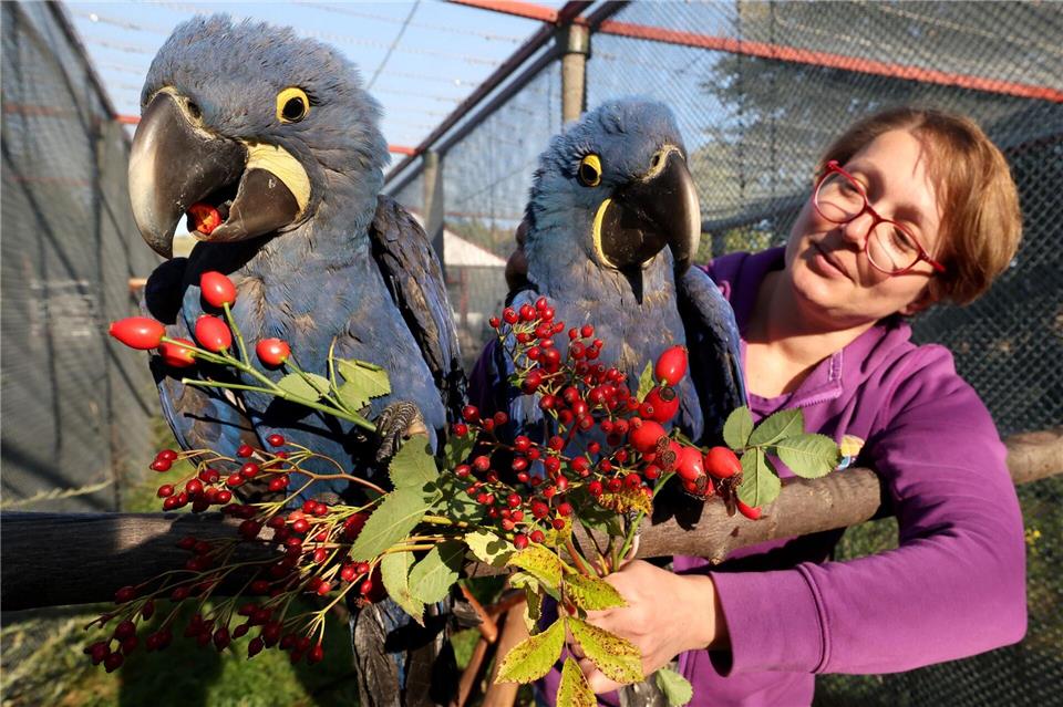In diesem Jahr wurden zwei Eier entnommen und in einem Brutapparat ausgebrütet, die beiden Küken wurden von der Biologin per Hand aufgezogen.Bernd Wüstneck/dpa