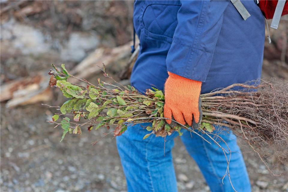 In diesen Tagen sind viele freiwillige Helfer dabei, Setzlinge in den Boden zu bringen. (Archivbild)Matthias Bein/dpa