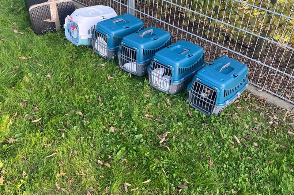 In diesen Transportboxen hat die Polizei die Katzen gefunden.-/Kreispolizeibehörde Heinsberg/dpa