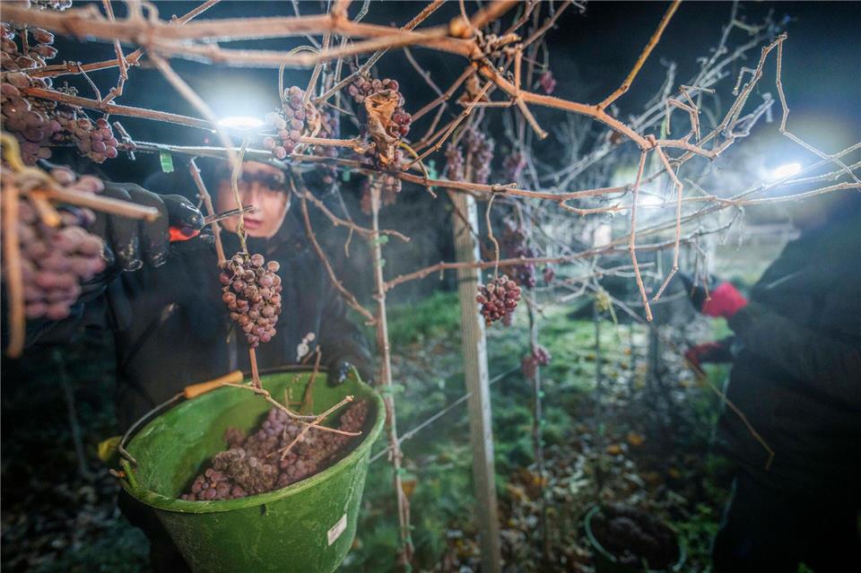 In drei von sechs Anbaugebieten in Rheinland-Pfalz wurde 2025 Eiswein gelesen. (Archivbild)Andreas Arnold/dpa