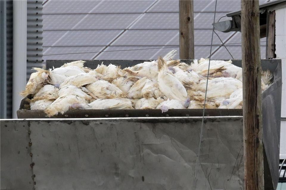 In einem Betrieb in Vechta müssen mehr als 14.000 Puten getötet werden. (Archivfoto)Michael Bahlo/dpa