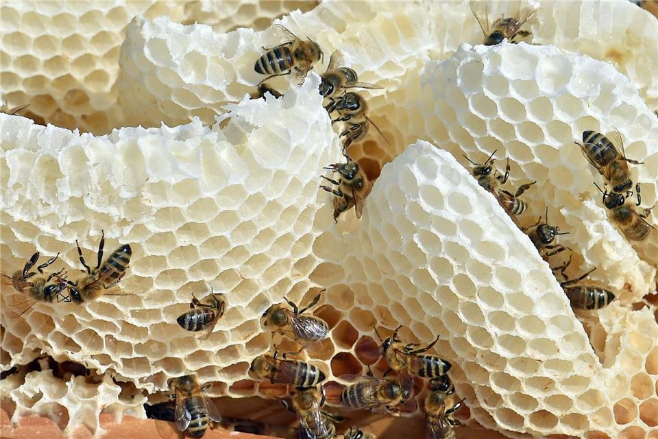 In einem Bienenstock wohnen Hunderte Bienen. (Archivbild)picture alliance / dpa