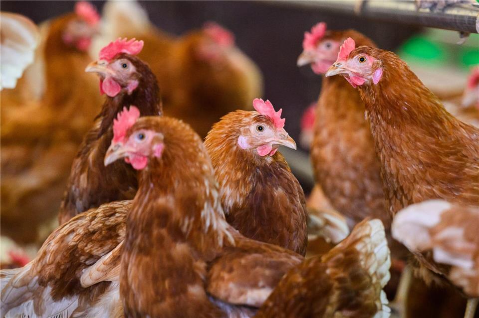 In einem Geflügelbetrieb im Kreis Leer ist die Vogelgrippe ausgebrochen. (Symbolbild)Julian Stratenschulte/dpa