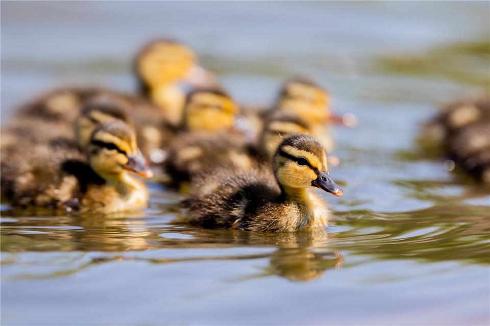 In einem Großraumbüro war eine Entenfamilie aus einem Blumenkübel gehüpft. (Symbolbild)Rolf Vennenbernd/dpa
