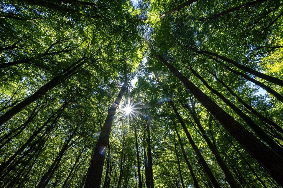 In einem Mischwald kommen mehrere Baumarten gemeinsam vor. (Archivfoto)Monika Skolimowska/dpa