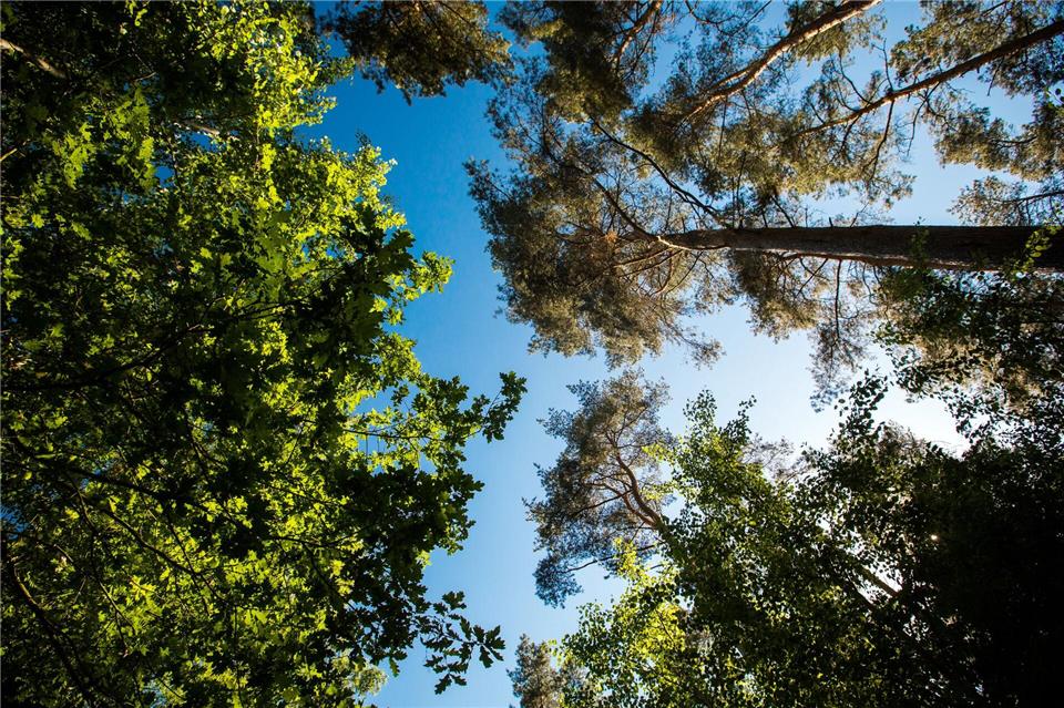 „In einem Nationalpark hat die Natur nun mal Vorrang“, sagt Ulf Zimmermann vom Müritz-Nationalpark. (Archivbild)Jens Büttner/dpa-Zentralbild/ZB