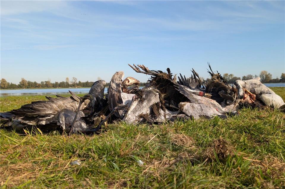 In einem wichtigen Rastgebiet für Zugvögel im Nordwesten Brandenburg sind massenhaft Kraniche an der Vogelgrippe gestorben.Nobert Schneeweiß/Artenkompetenzzentrum Rhinluch/dpa