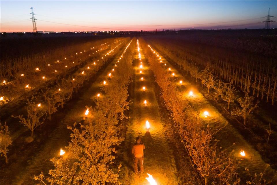 In einer Aprikosen-Plantage in Sachsen-Anhalt brennen Frostschutzkerzen. Klaus-Dietmar Gabbert/dpa