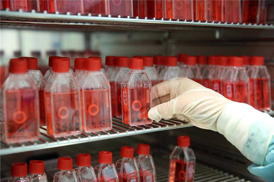 In einer Gewebebank zeigt eine Mitarbeiterin den Brutschrank mit präparierter menschlicher Hornhaut.Bernd Wüstneck/dpa-Zentralbild/dpa