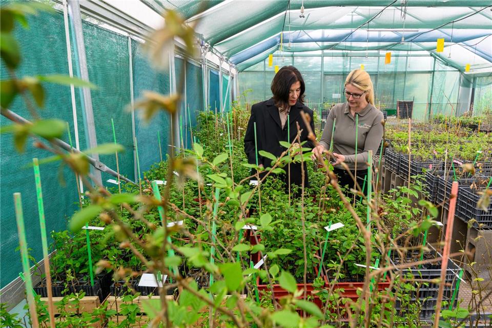 In einer eigenen Trüffelbaumschule zieht die Thüringer Freilandpilze GmbH Trüffelbäumchen heran.Hendrik Schmidt/dpa