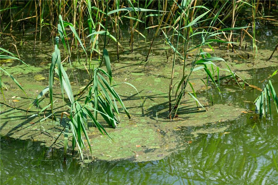 In einigen Badegewässern haben sich Blaualgen gebildet, die unter anderem Hautreizungen auslösen können.  (Symbolbild) Patrick Pleul/dpa