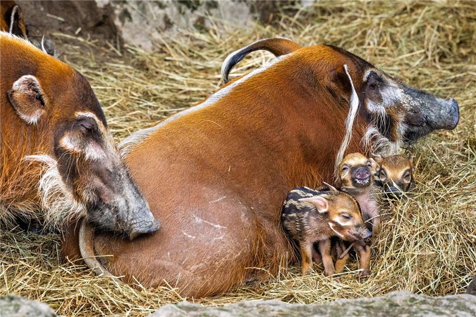 In einigen Monaten werden auch die Ferkel die typischen Haarpinsel an ihren Ohren entwickeln. Archiv Opel-Zoo/dpa