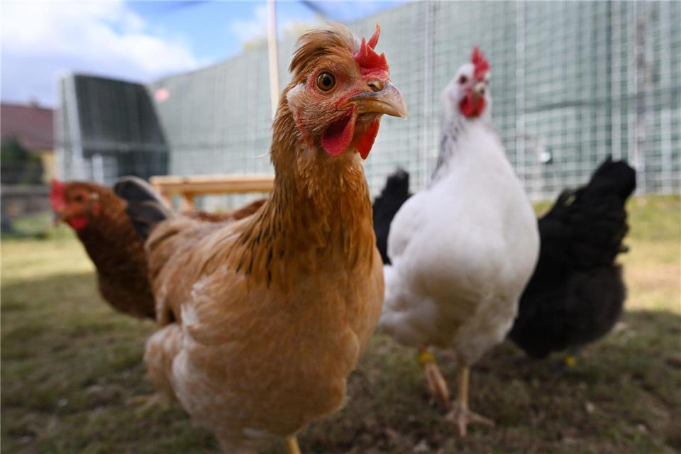 In etlichen Regionen Deutschlands gibt es Miethuhn-Angebote. Martin Schutt/dpa