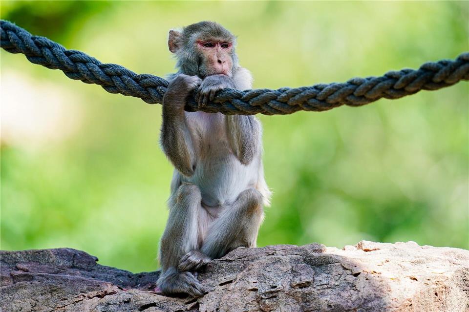 In freier Wildbahn sind Rhesusaffen vor allem in Asien anzutreffen - hierzulande lassen sie sich in Zoos beobachten. (Symbolfoto)Uwe Anspach/dpa
