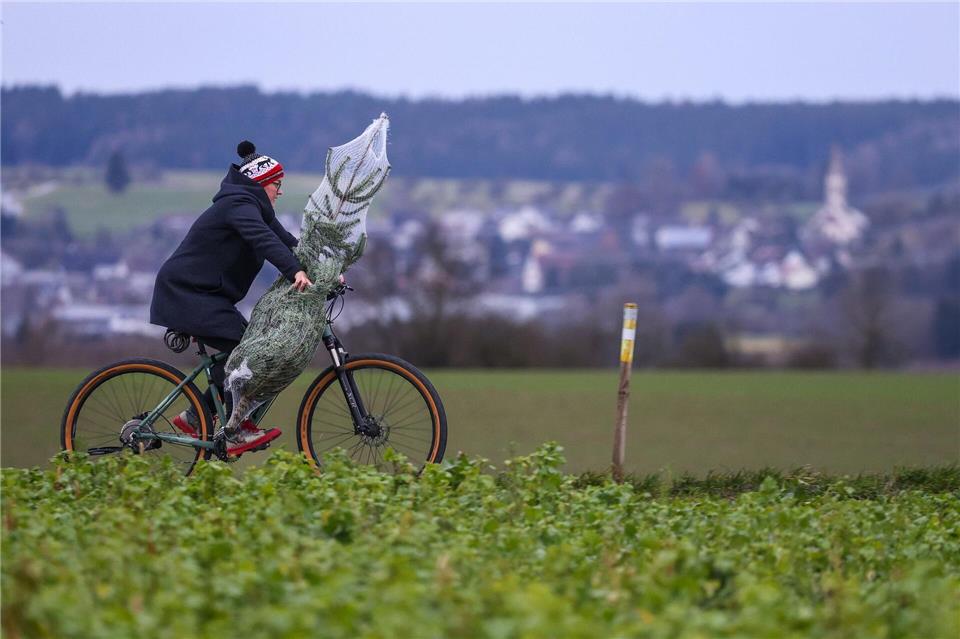 In gut einem Monat ist Weihnachten. Worauf muss man beim Christbaumkauf achten? (Archivbild)Thomas Warnack/dpa