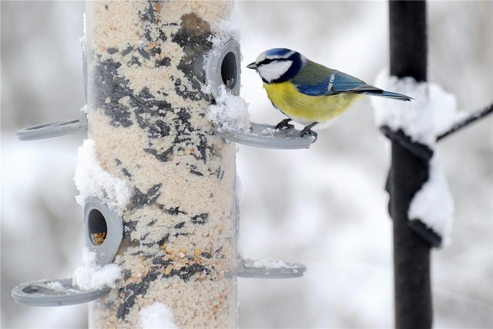 In gut konstruierten Futterhäuschen ist die Nahrung besser vor Vogelkot, Wind und Regen geschützt als in anderen. (Archivbild) picture alliance / dpa