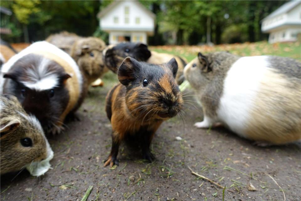 In guter Gesellschaft: Meerschweinchen sollten mindestens zu dritt gehalten werden.picture alliance / dpa Themendienst