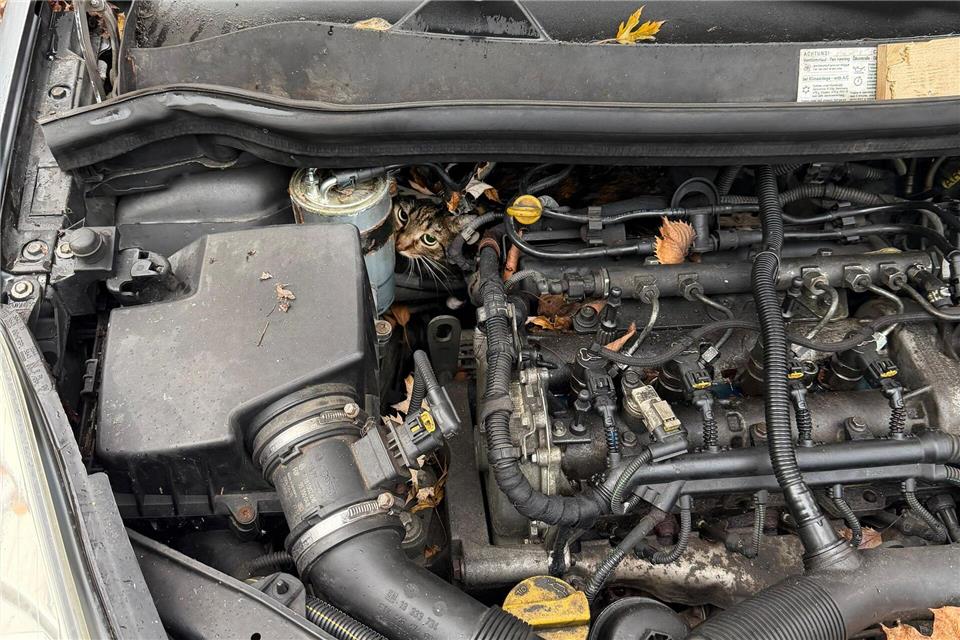 In höchster Not fanden Feuerwehrler eine eingeklemmte Katze in einem Auto vor. --/Berufsfeuerwehr Augsburg/dpa