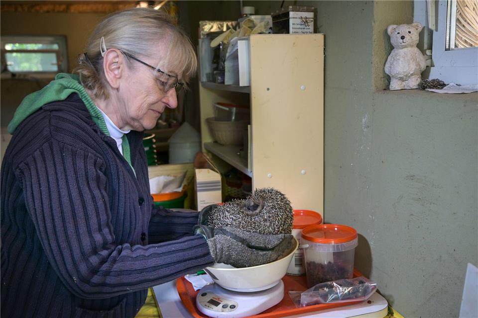 In ihrem Garten päppelt die 81-Jährige Igel über den Winter auf.Heiko Rebsch/dpa