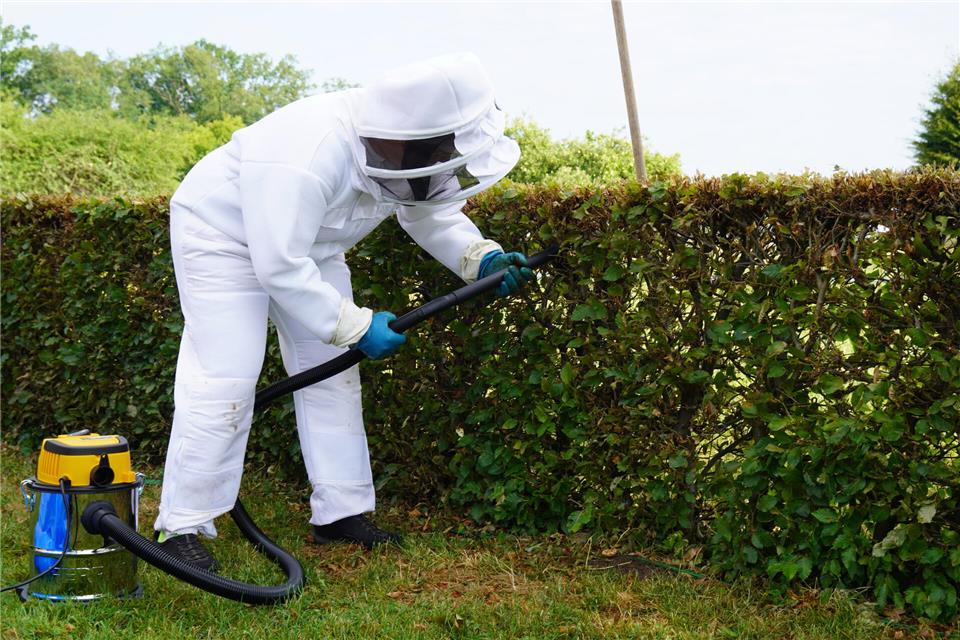 In ihrem Spezialanzug mit Schutzhandschuhen und Visier saugt Imkerin Stefanie Eing ein Primärnest der Asiatischen Hornisse in Gescher aus.