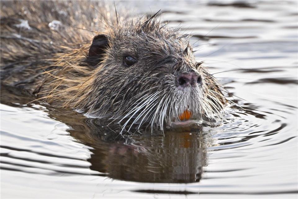 In manchen Restaurants steht Nutria auf der Speisekarte. (Symbolbild)Patrick Pleul/dpa
