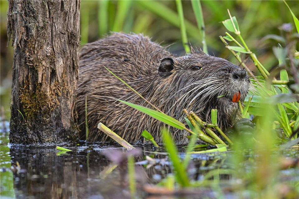 In manchen Restaurants steht Nutria auf der Speisekarte. (Symbolbild)Patrick Pleul/dpa