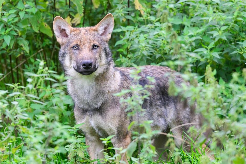 In mehreren Wolfsrudeln hat es in diesem Jahr gesichert Nachwuchs gegeben (Symbolbild)Julian Stratenschulte/dpa