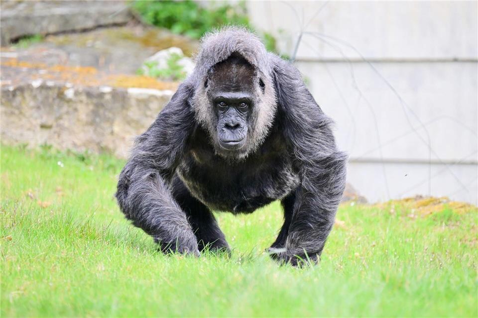 In menschlicher Obhut werden Gorillas normalerweise bis zu 50 Jahre alt - Fatou ist eine Ausnahme.Sebastian Gollnow/dpa