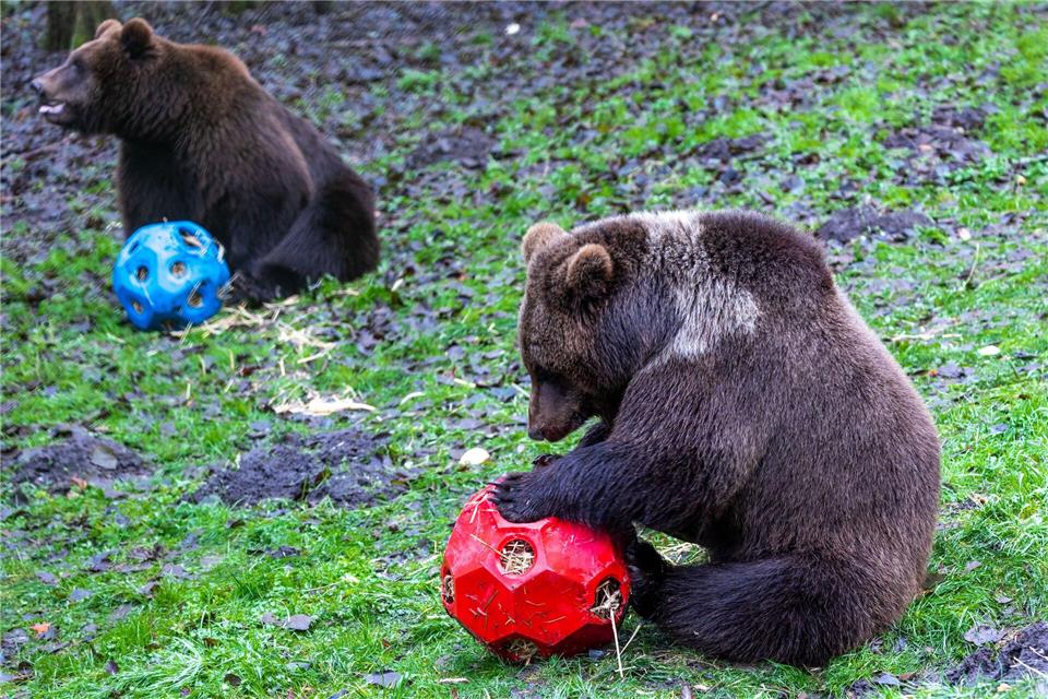 In speziellen Spielzeugen suchen die Braunbären Freya (vorn) und Thor (hinten) nach Futter.Jens Büttner/dpa
