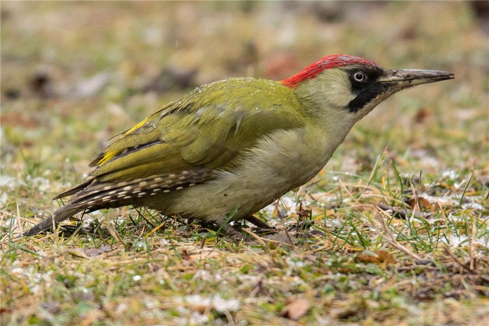 In verlassenen Spechthöhlen finden andere Tiere ein Zuhause. (Archivbild)Boris Roessler/dpa
