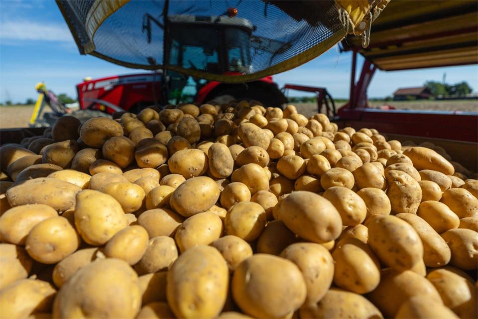 In vielen Bereichen müssen die Bauern in diesem Jahr wegen der Trockenheit Ertragsverluste hinnehmen.Christoph Schmidt/dpa