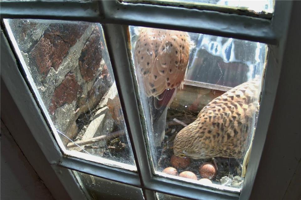In vier Wochen dürften die Falkenjungen schlüpfen, schätzt der Vogelschutzverein.