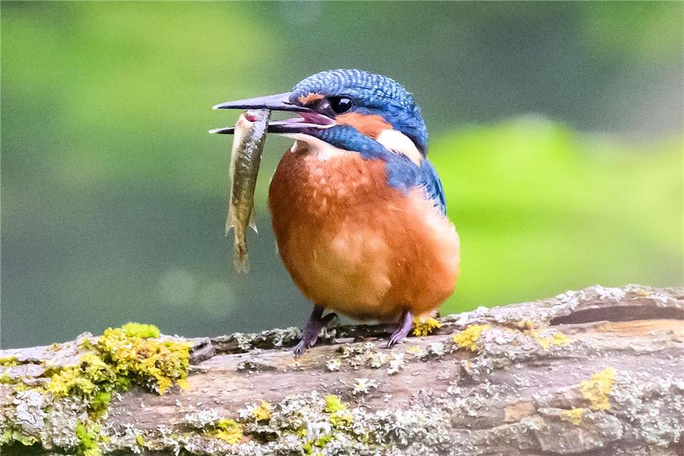 In wärmeren Wintern findet der Eisvogel besser Nahrung. (Archivbild)picture alliance/dpa