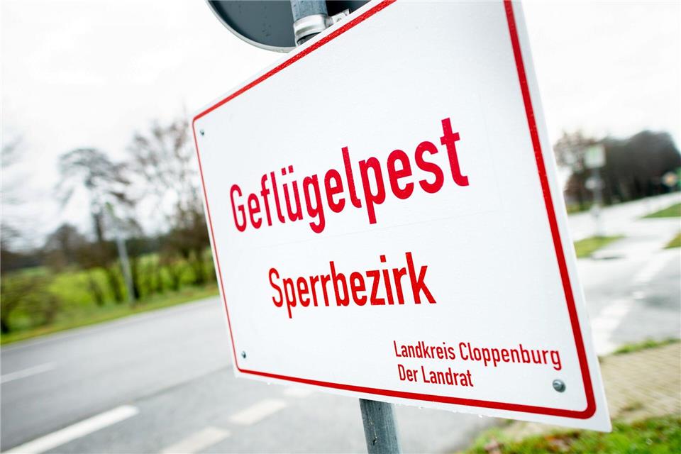 In weiteren zwei Putenbetrieben im Landkreis Cloppenburg ist die Geflügelpest nachgewiesen worden. (Archivfoto)Hauke-Christian Dittrich/dpa