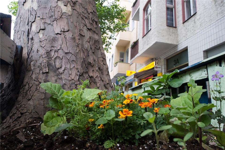 In Großstädten sieht man häufig kleine Beete mit hübschen Blumen um die Straßenbäume herum.Franziska Gabbert/dpa-tmn