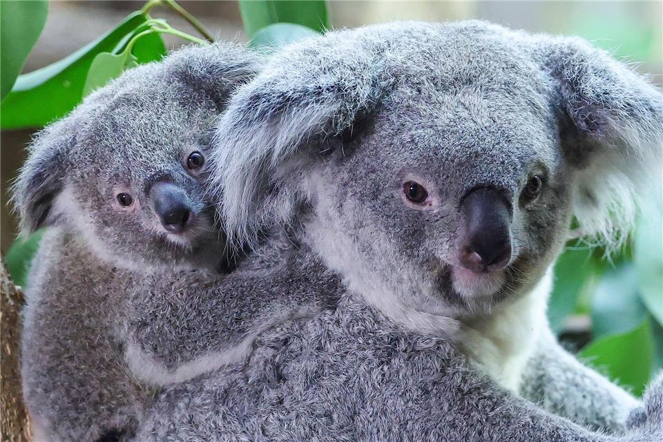 Inala - Acht Monate altes Koala-Baby frisch getauftJan Woitas/dpa