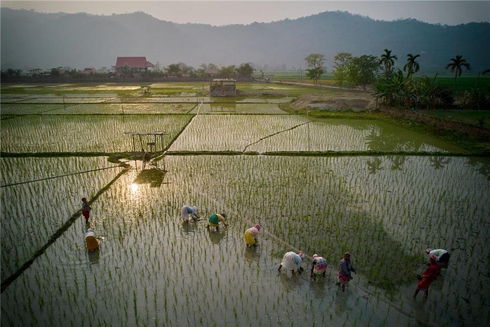 Indische Bauern säen Reissetzlinge auf einem Feld am Stadtrand von Guwahati.Anupam Nath/AP/dpa