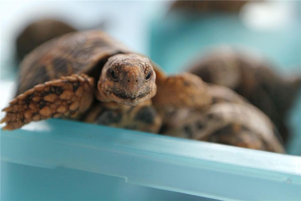 Indische Sternschildkröten sind in Asien wegen ihrer auffälligen Panzerzeichnung sehr beliebt. (Archivbild)picture alliance / dpa
