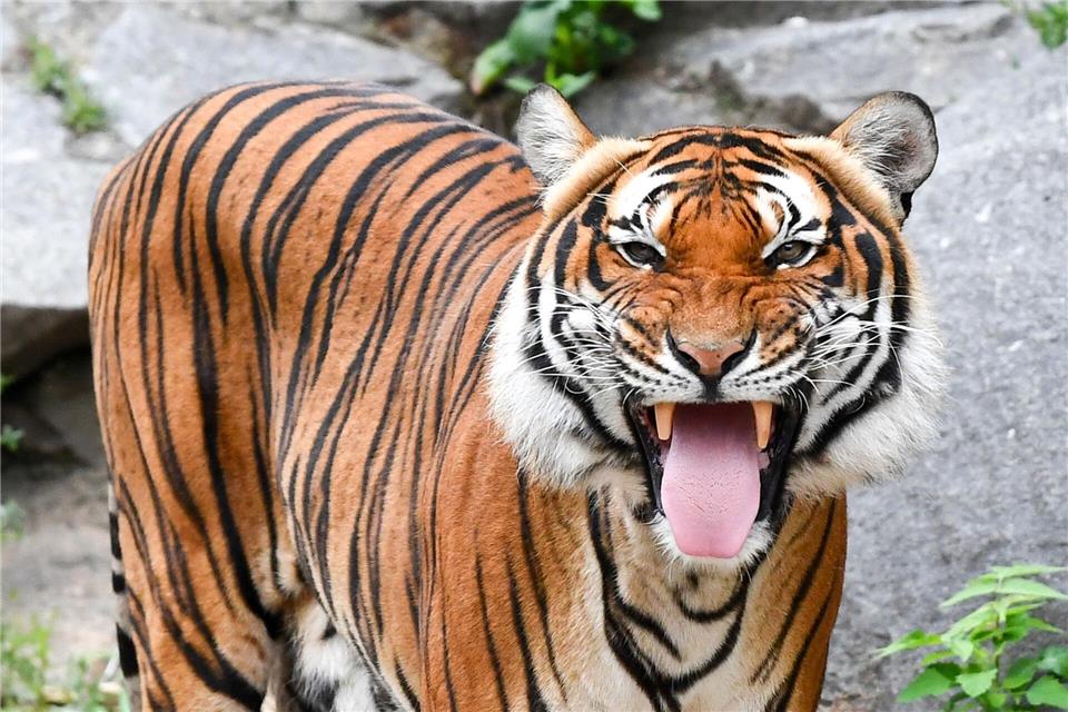 Indochinesische Tiger sind in freier Wildbahn sehr selten geworden. (Archivbild)Jens Kalaene/dpa-Zentralbild/dpa