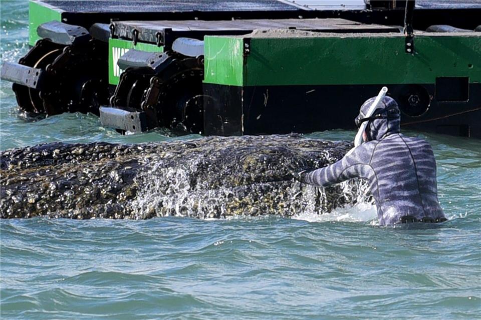 Influencer Robert Marc Lehmann kam dem Wal ganz nah.Daniel Bockwoldt/dpa