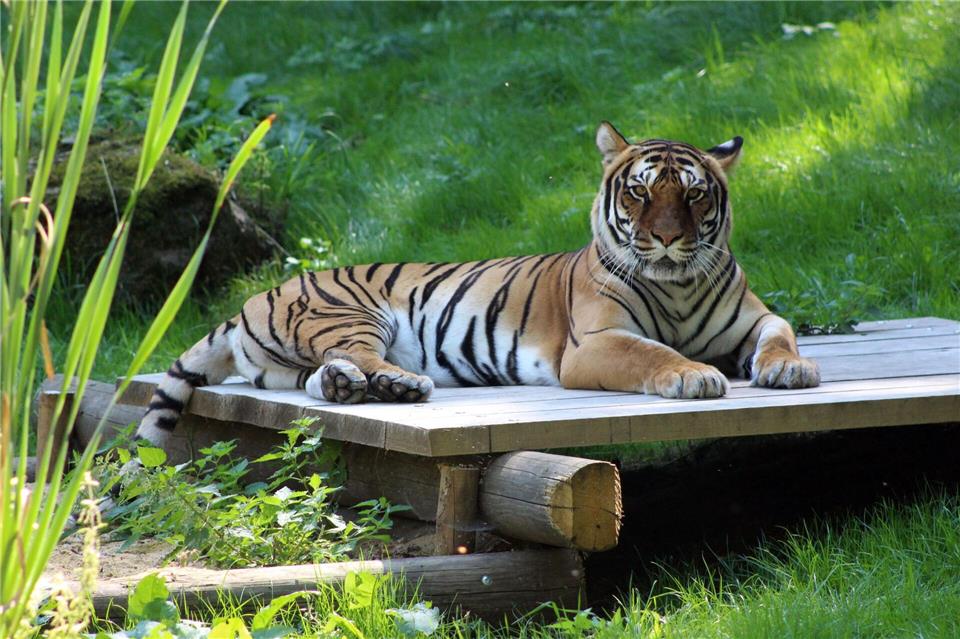 Infolge einer Tumorerkrankung ist Bengal-Hybrid-Tigerin Indira eingeschläfert worden.KulTourStadt Gotha GmbH/dpa