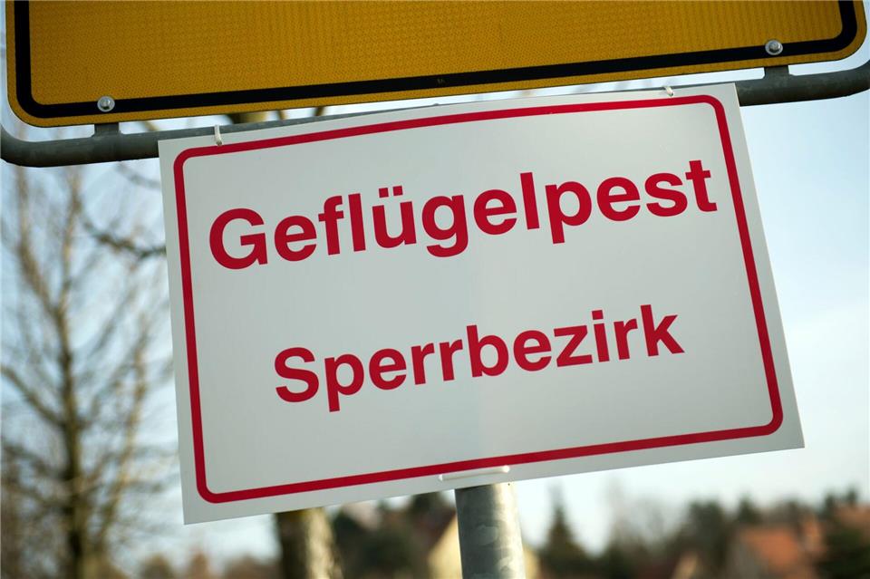 Geflügelpest bei Betrieb im Kreis Steinburg ausgebrochen Innerhalb der Sperrzone gelten strenge Regeln für Geflügelhalter. (Symbolbild)Arno Burgi/dpa-Zentralbild/dpa