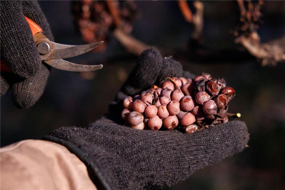 Innerhalb einer guten Stunde konnten insgesamt 24 Kisten mit Eisweintrauben geerntet werden. (Archivbild)Daniel Karmann/dpa