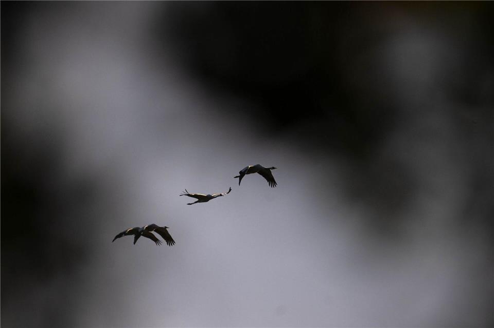 Innerhalb weniger Tage seien etwa 1.000 Kraniche über das Saarland geflogen. (Symbolbild)Sina Schuldt/dpa