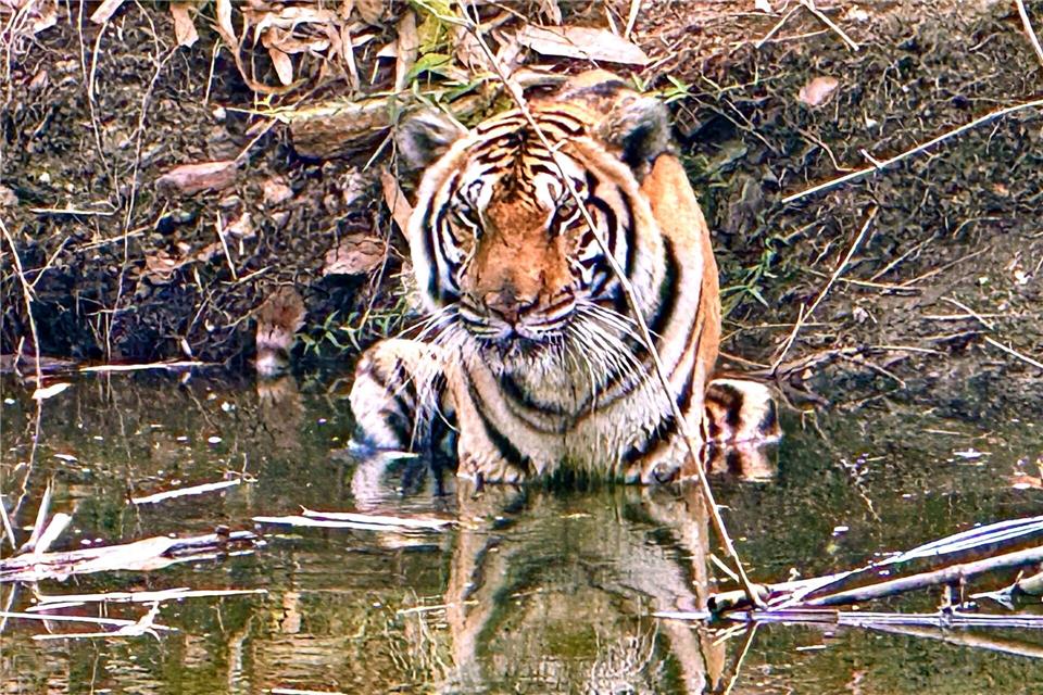 Innerhalb weniger Wochen starben in Nordthailand Dutzende Tiger - offenbar an einem Virus. (Archivbild)Carola Frentzen/dpa